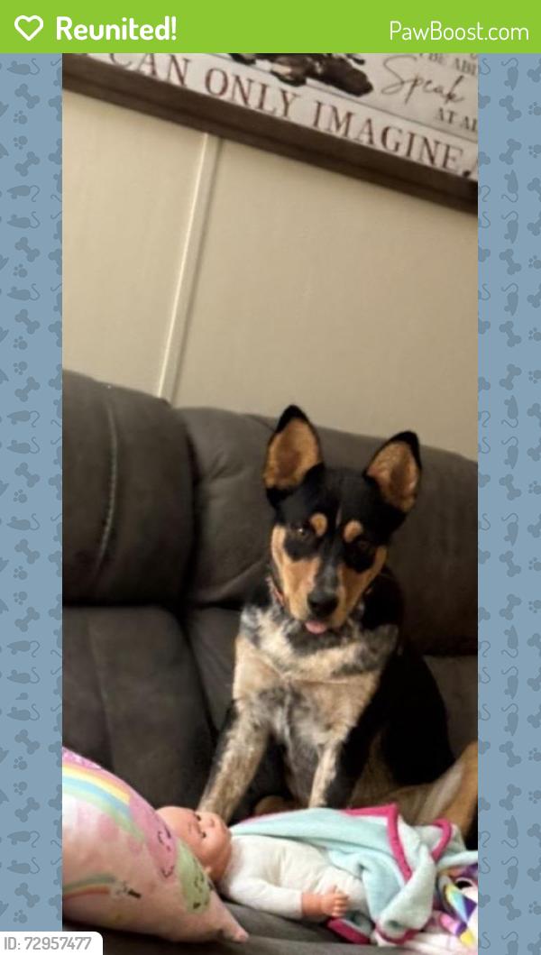 Reunited Male Dog last seen Bobby Gill Rd, Louisiana 70726, USA, Livingston Parish, LA 70726