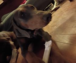 Reunited Female Dog last seen Pacheco Rd and South H st , Bakersfield, CA 93304