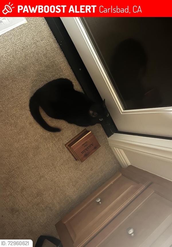Lost Female Cat last seen Ran out behind Rich Field neighborhood backyard into the canyon , Carlsbad, CA 92010