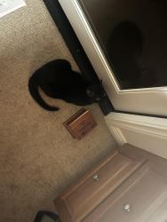 Lost Female Cat last seen Ran out behind Rich Field neighborhood backyard into the canyon , Carlsbad, CA 92010