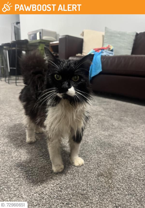Found/Stray Unknown Cat last seen 121st and Oneta Rd, Wagoner County, OK 74014