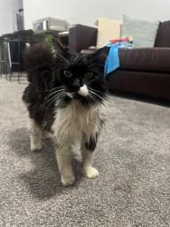 Found/Stray Unknown Cat last seen 121st and Oneta Rd, Wagoner County, OK 74014