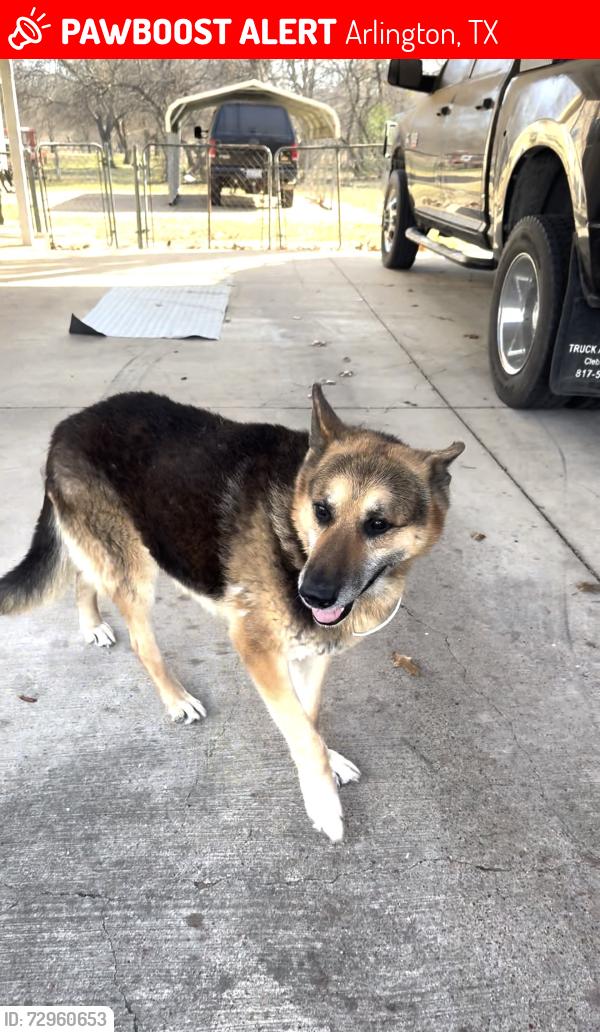 Lost Male Dog last seen Mansfield Webb & Silo Rd, Arlington, TX 76002