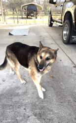 Lost Male Dog last seen Mansfield Webb & Silo Rd, Arlington, TX 76002