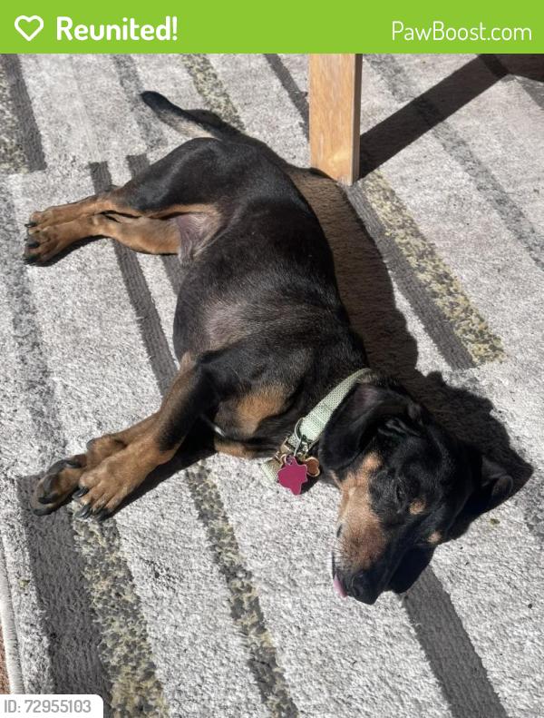 Reunited Male Dog last seen Woodlawn, Glenna, San Angelo, TX 76901