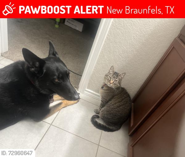 Lost Male Cat last seen Bullsnake Trl , New Braunfels, TX 78132