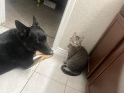Lost Male Cat last seen Bullsnake Trl , New Braunfels, TX 78132