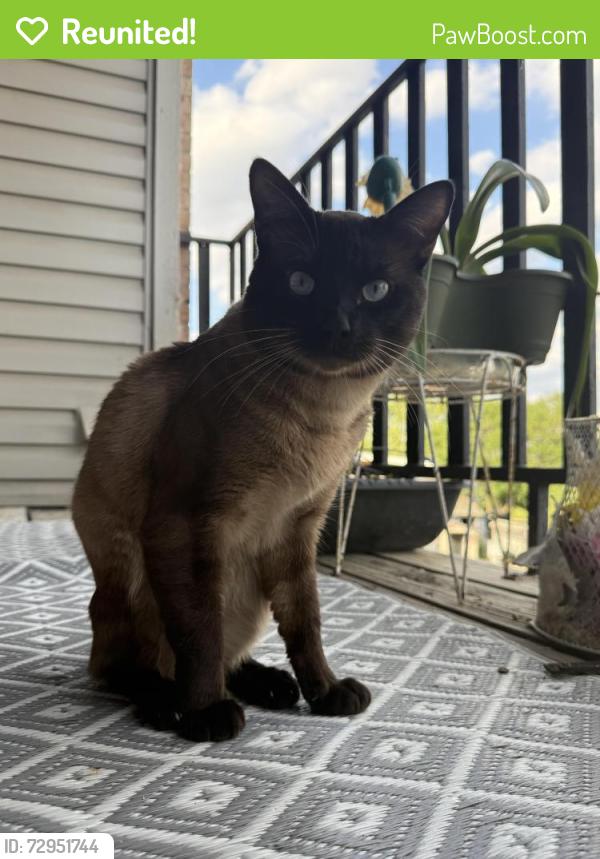 Reunited Male Cat last seen Woodstone & Vance Jackson, San Antonio, TX 78230