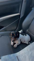 Lost Female Dog last seen Great Hearts Academy, San Antonio, TX 78233