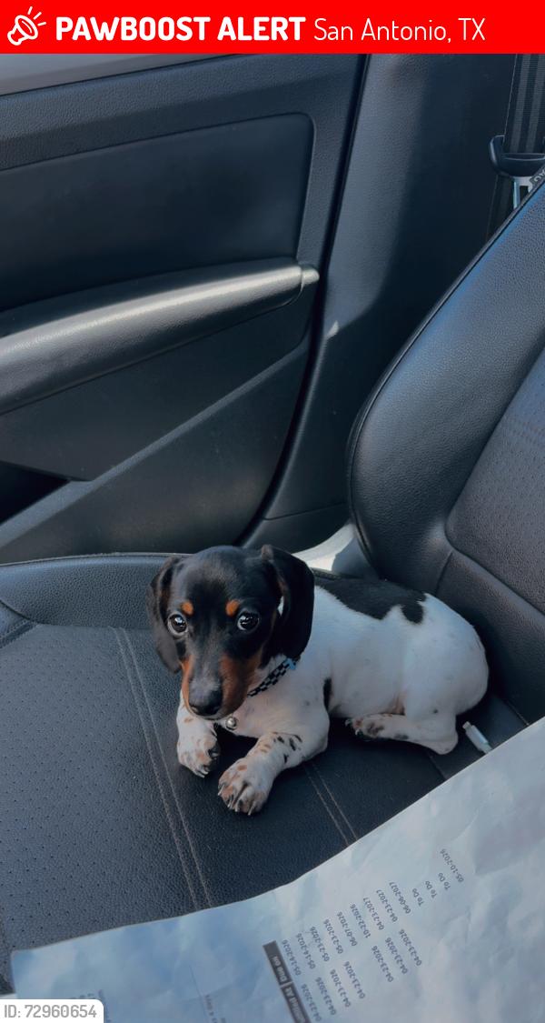 Lost Female Dog last seen Great Hearts Academy, San Antonio, TX 78233