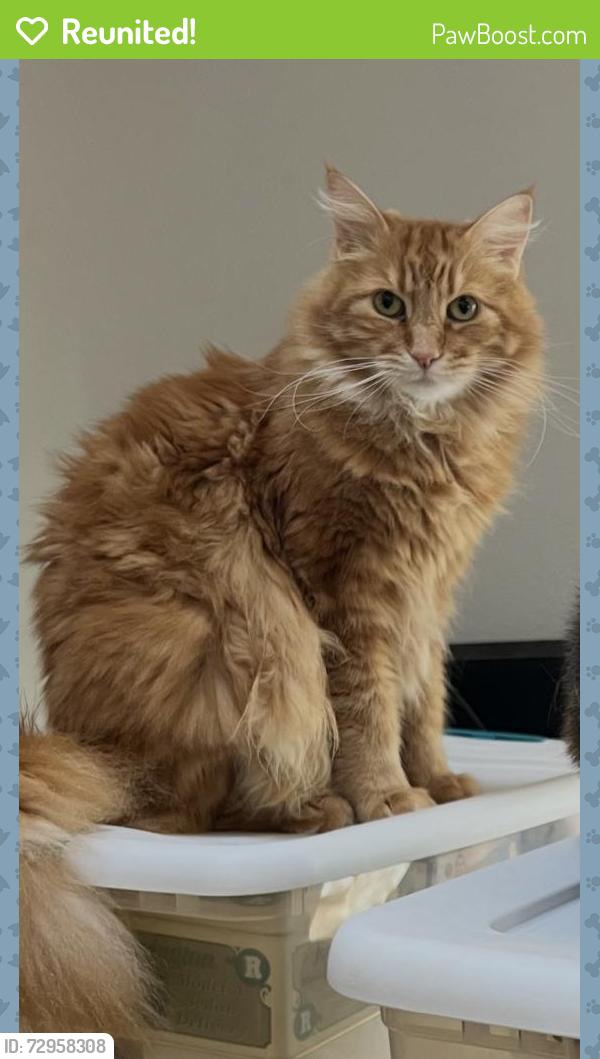 Reunited Male Cat last seen Tanglewood Hills cndmniums , Lake Oswego, OR 97035