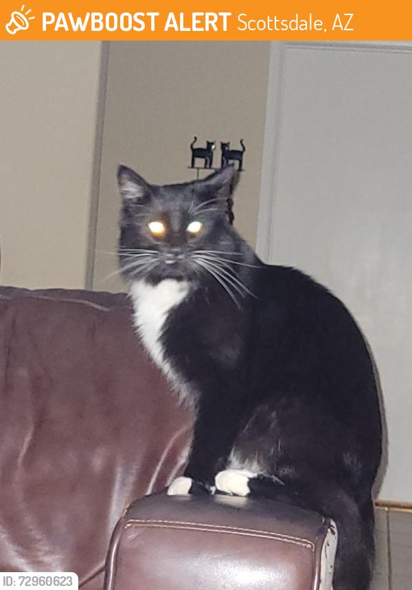 Found/Stray Unknown Cat last seen 92nd St and Cholla or Shea, Scottsdale, AZ 85260