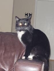 Found/Stray Unknown Cat last seen 92nd St and Cholla or Shea, Scottsdale, AZ 85260