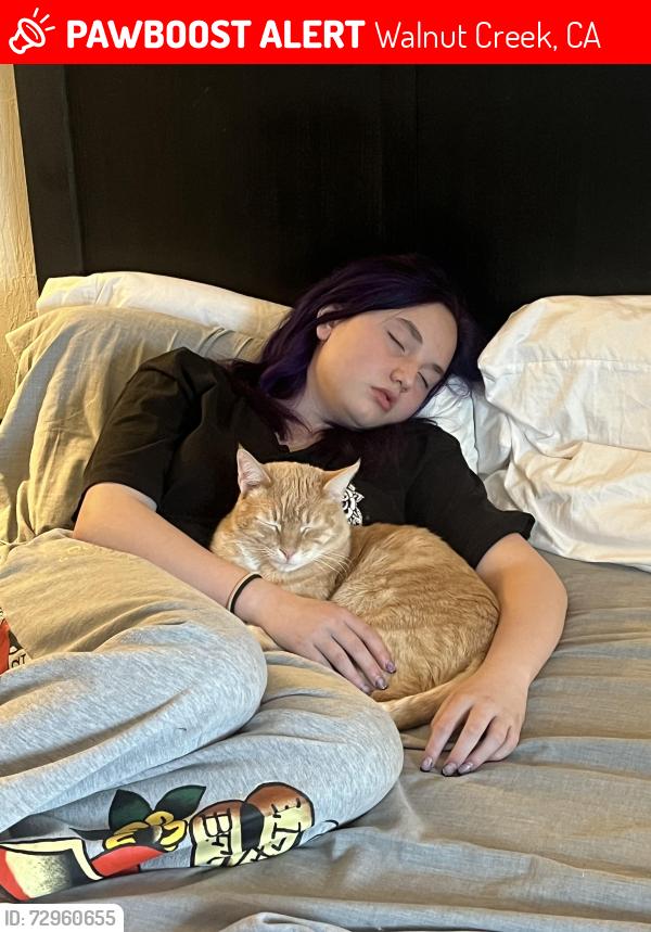 Lost Male Cat last seen Olympic Boulevard, Walnut Creek, CA 94595