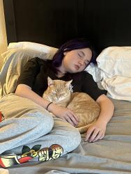 Lost Male Cat last seen Olympic Boulevard, Walnut Creek, CA 94595
