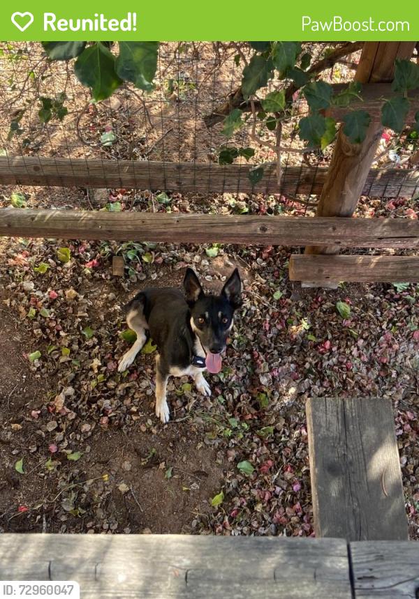 Reunited Male Dog last seen Citrus Ave , Escondido, CA 92027