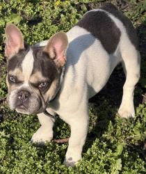 Lost Male Dog last seen Hayes outer drive , Detroit, MI 48224