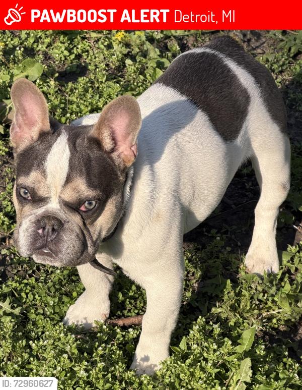 Lost Male Dog last seen Hayes outer drive , Detroit, MI 48224