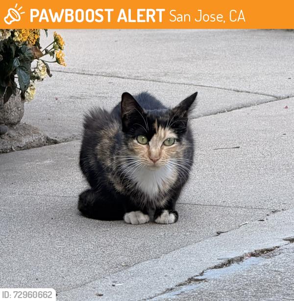 Found/Stray Female Cat last seen Shortridge Ave & S 30th St, San Jose, CA 95116