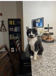 Reunited Male Cat last seen McClain and Hickory, Sherman, TX 75092