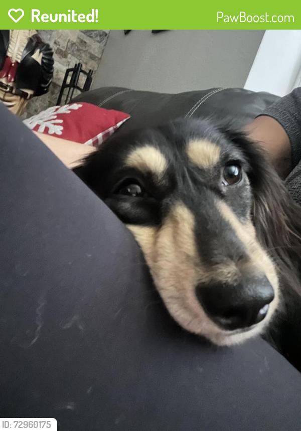 Reunited Male Dog last seen Orange and beach blvd, going towards Dale, Anaheim, CA 92804