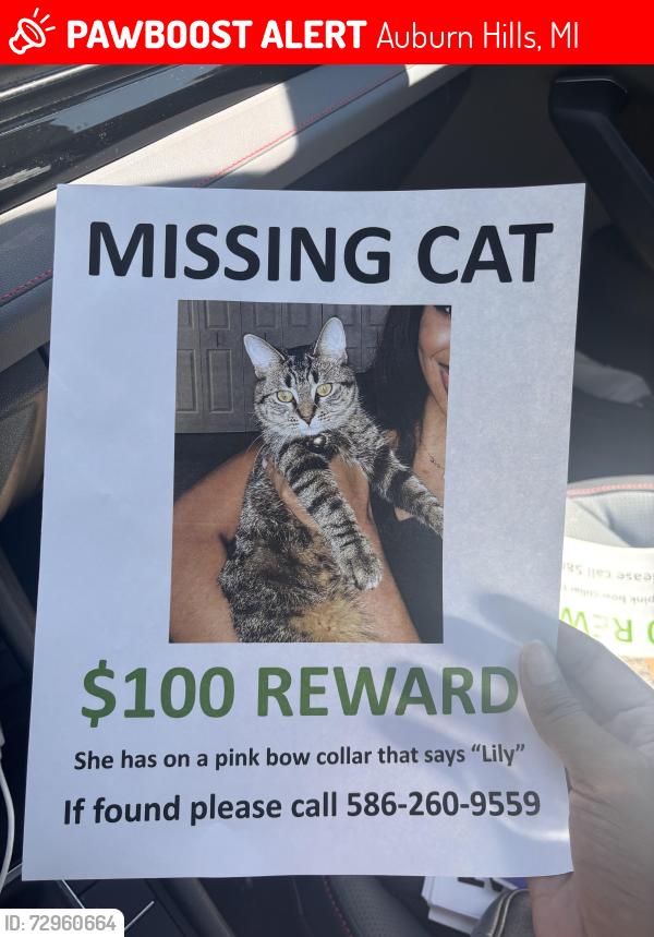 Lost Female Cat last seen Olden oak ln, Auburn Hills, MI 48326