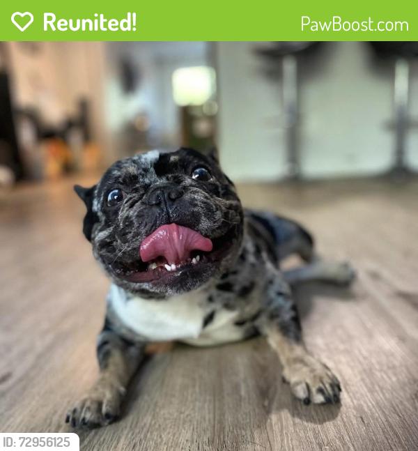 Reunited Male Dog last seen Stockton Area , San Diego , Ca , San Diego, CA 92101