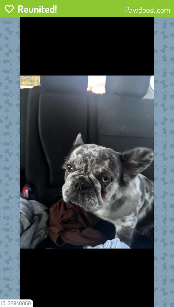 Reunited Female Dog last seen Michigan Rd, Indianapolis, IN, USA, Indianapolis, IN 46228