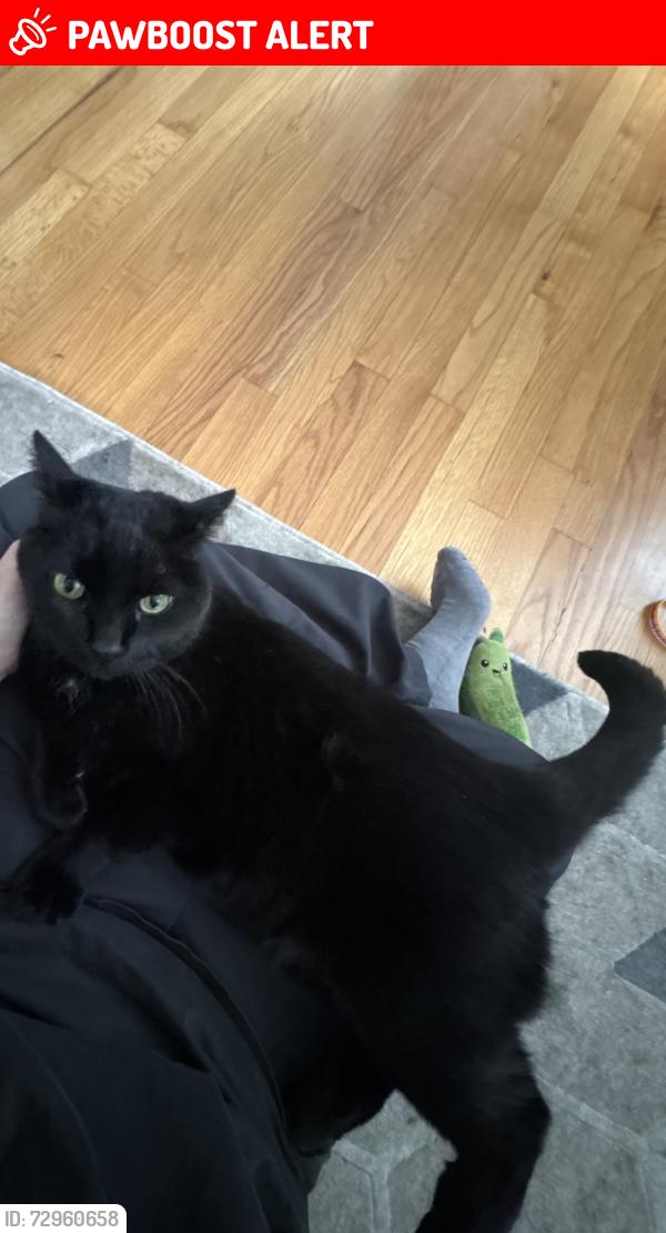 Lost Female Cat last seen Cold water - River ridge drive - Heddy , Flushing Township, MI 48433