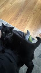 Lost Female Cat last seen Cold water - River ridge drive - Heddy , Flushing Township, MI 48433