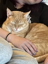 Lost Male Cat last seen Olympic blvd , Walnut Creek, CA 94595