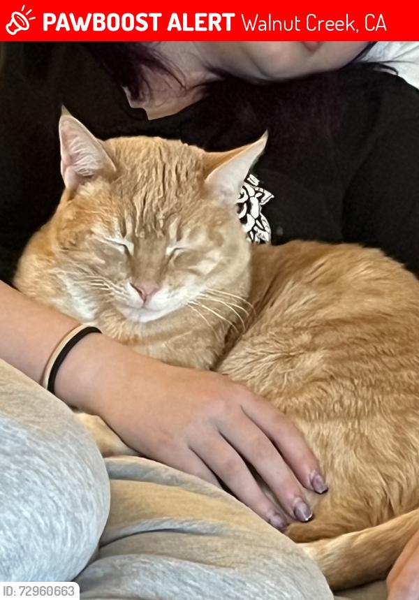 Lost Male Cat last seen Olympic blvd , Walnut Creek, CA 94595