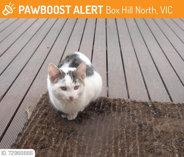 Found/Stray Unknown Cat last seen Trawool Street Shops, Box Hill North, Box Hill North, VIC 3129