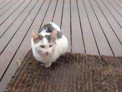 Found/Stray Unknown Cat last seen Trawool Street Shops, Box Hill North, Box Hill North, VIC 3129