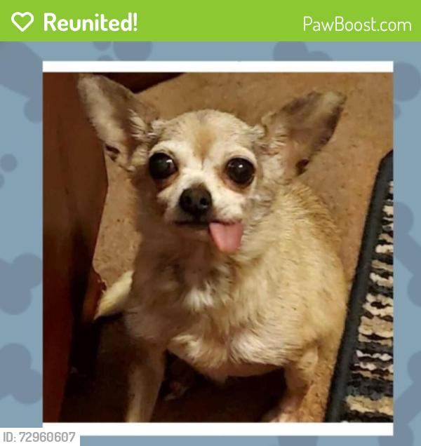 Reunited Female Dog last seen Doolittle St, San Antonio, TX 78211, USA, San Antonio, TX 78211