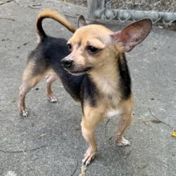 Shelter Stray Male Dog last seen Oakland, CA 94621, Oakland, CA 94601