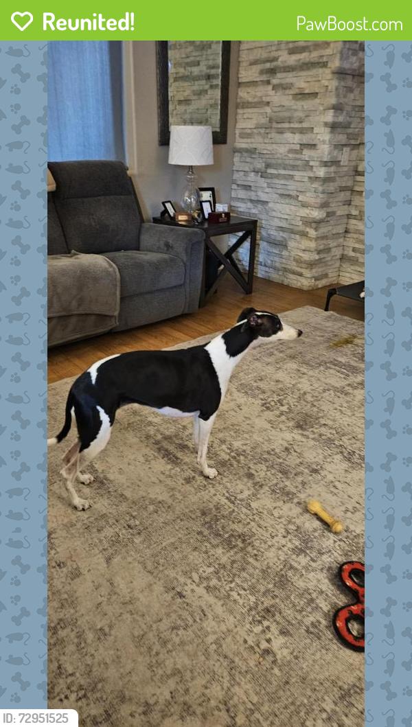 Reunited Unknown Dog last seen Southern highlands parkway & Somerset , Enterprise, NV 89141