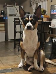 Lost Male Dog last seen East lake mead and n. 5th st. North Las Vegas Nevada 89030, North Las Vegas, NV 89030