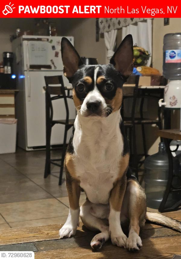 Lost Male Dog last seen East lake mead and n. 5th st. North Las Vegas Nevada 89030, North Las Vegas, NV 89030