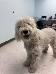 Shelter Stray Female Dog last seen Harrison County, MS , Gulfport, MS 39501