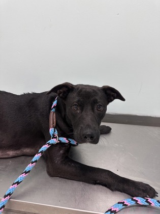 Shelter Stray Female Dog last seen Harrison County, MS , Gulfport, MS 39501