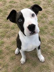 Shelter Stray Female Dog last seen Floral City, FL , Inverness, FL 34450