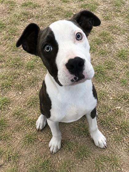 Shelter Stray Female Dog last seen Floral City, FL , Inverness, FL 34450