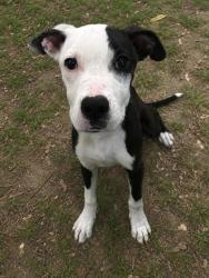 Shelter Stray Male Dog last seen Floral City, FL , Inverness, FL 34450