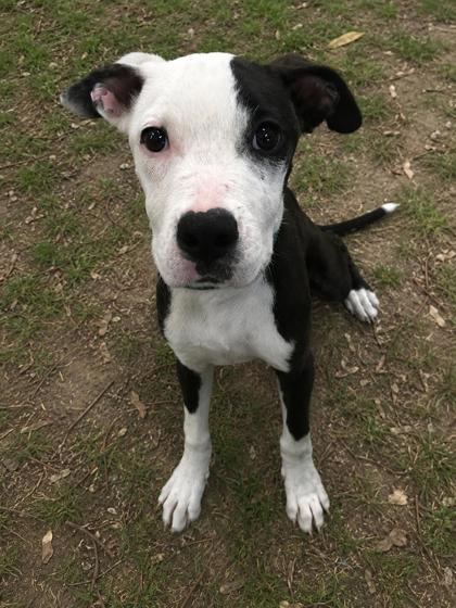 Shelter Stray Male Dog last seen Floral City, FL , Inverness, FL 34450