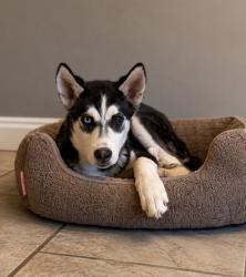 Shelter Stray Female Dog last seen Near Linda Rene, COUNTY of El Paso, TX, Fort Bliss, TX 79906