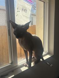 Lost Male Cat last seen Bannock st and Quincey ave , Englewood, CO 80110