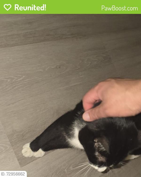 Reunited Male Cat last seen Near Wagon wheel drive, Winslow Township, NJ 08081