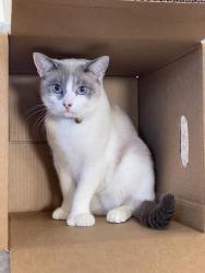 Lost Female Cat last seen By Craig park , North Las Vegas, NV 89031