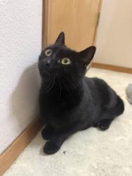 Found/Stray Female Cat last seen Lake arney, Auburn, WA 98001